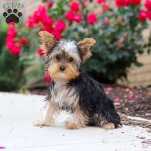 Ollie, Yorkie Puppy